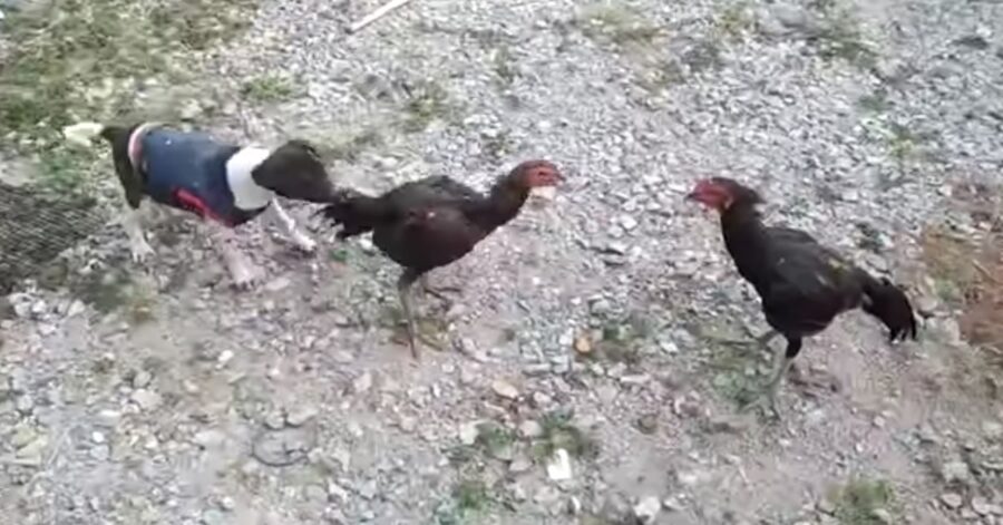 cagnolino separa due galline che litigano
