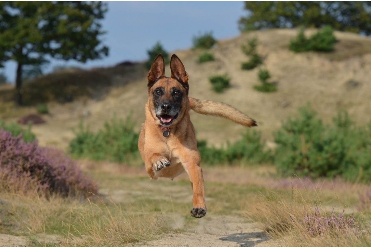 Il cane si butta sugli esseri umani: è normale?