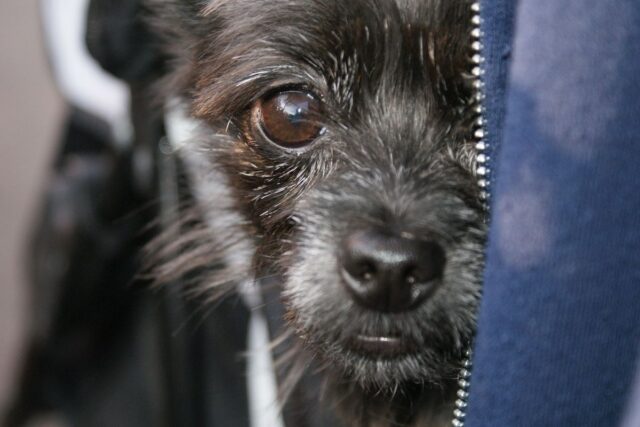 Il cane si nasconde da me: scopriamo perché