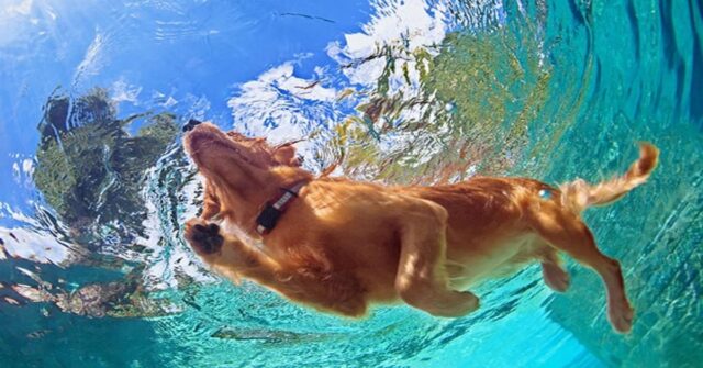 Malta: un cucciolo di cane fa un bellissimo tuffo per raggiungere il suo proprietario in acqua (VIDEO)