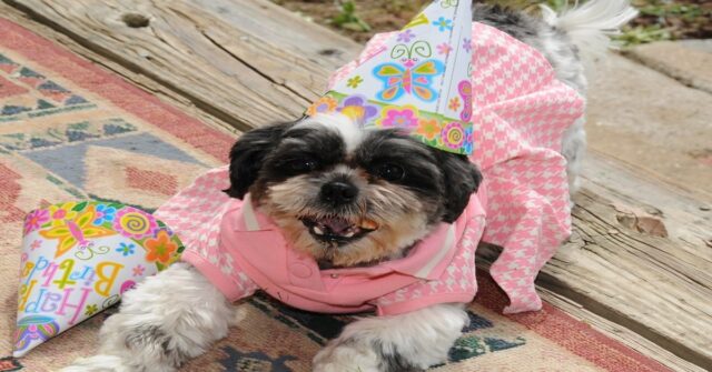 Wiwo, un cucciolo di Shih tzu, spegne la candelina della sua torta di compleanno (VIDEO)