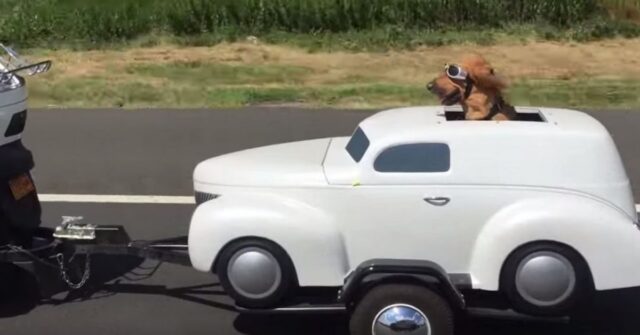 Un cucciolo di cane a bordo di un sidecar diverte tutta internet (VIDEO)