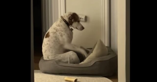 Cherry, il cucciolo di cane che fa degli strani movimenti nella sua cuccia (VIDEO)