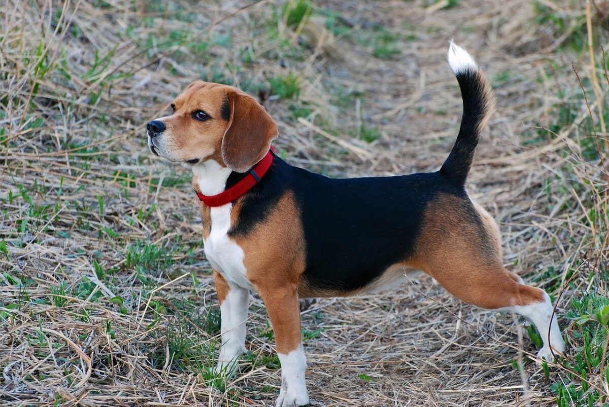 beagle al parco