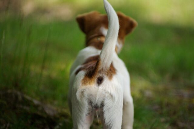 Il cane tiene la coda tra le zampe durante la passeggiata: che significa?