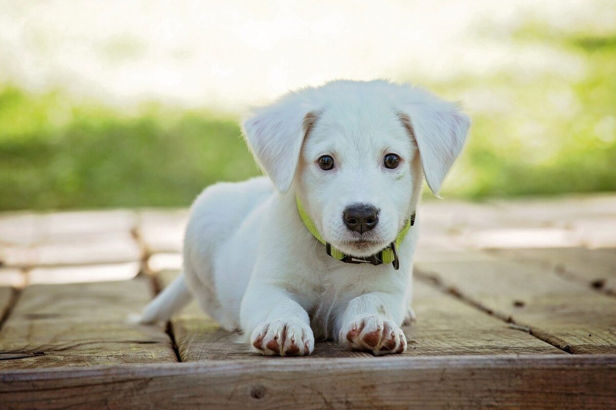 cucciolo di labrador