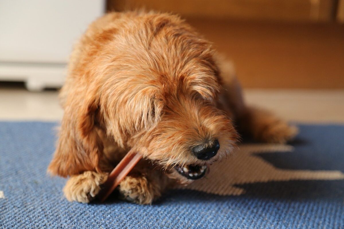 cane mangia sul pavimento