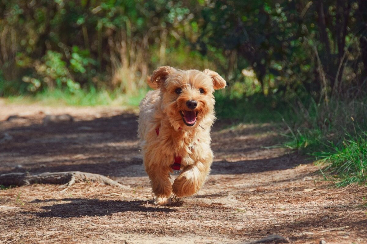 cane corre felice