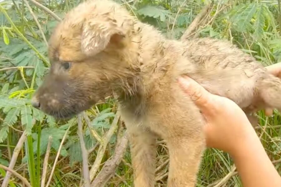 cane trovato nell'erba