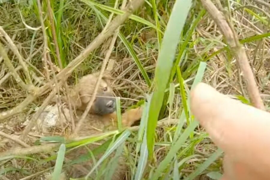 cane trovato nell'erba