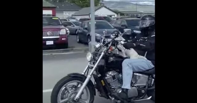 Jack Green, il cucciolo di cane che ama viaggiare in moto (VIDEO)