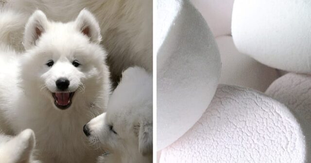 Cani Samoiedo: le 10 foto che dimostrano il fatto che questi cagnolini sono dei marshmallow