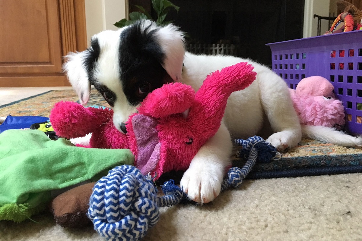 cucciolo di cane e peluche