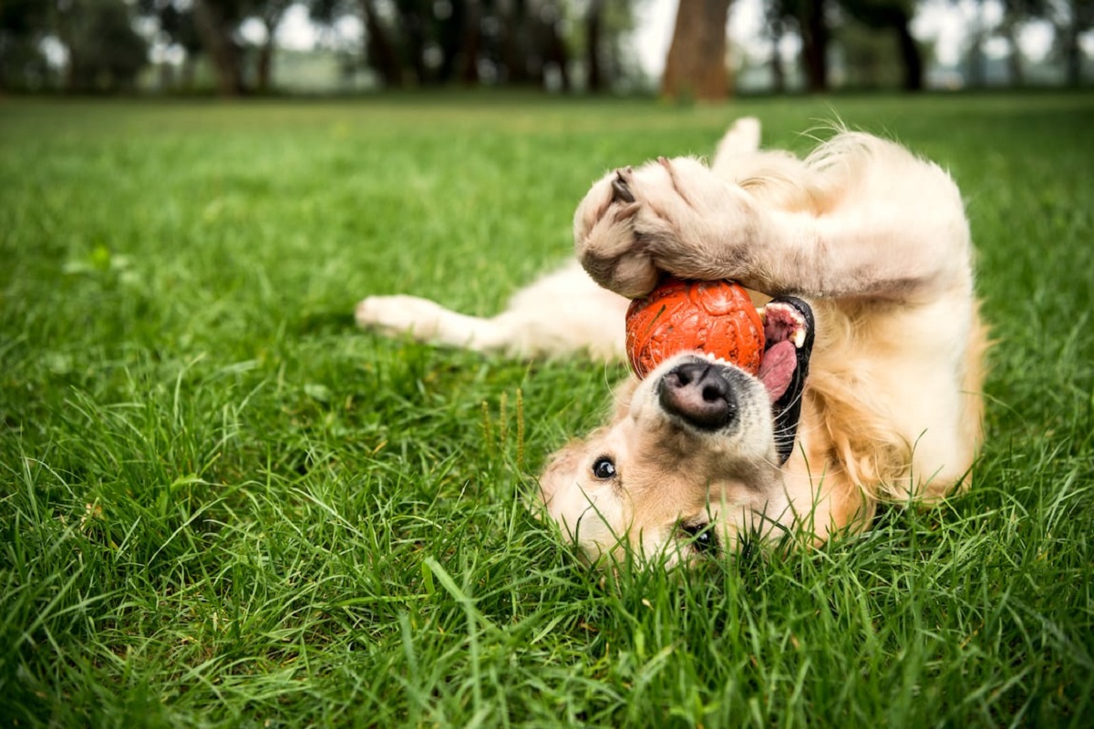 cane con la palla