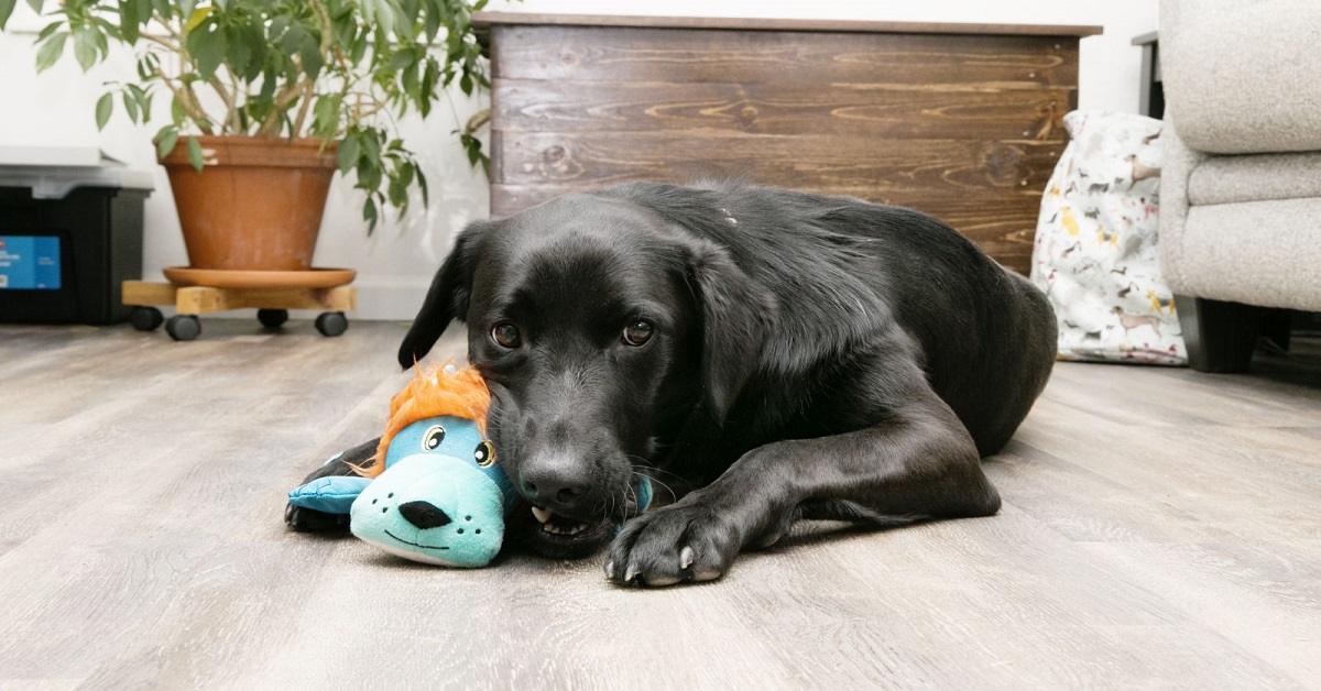 I cani capiscono che i peluche sono giocattoli?