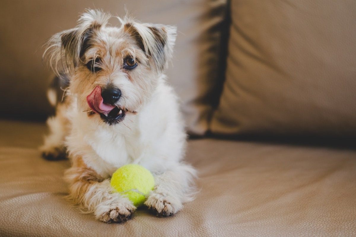 cane e pallina da tennis