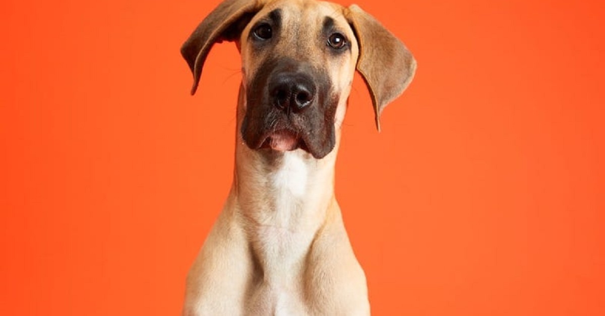 cagnolino che fa la linguaccia