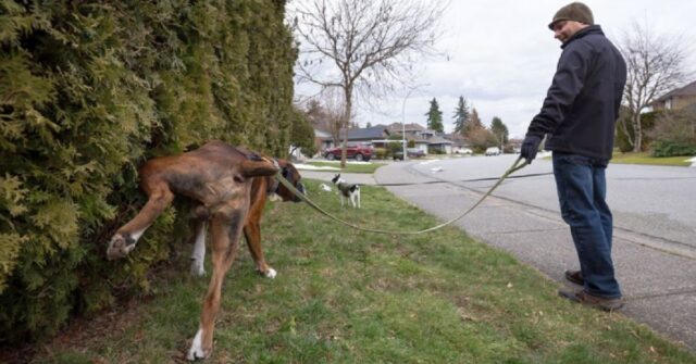 Il cane dei vicini fa i bisogni nel vostro giardino? 10 modi per evitarlo