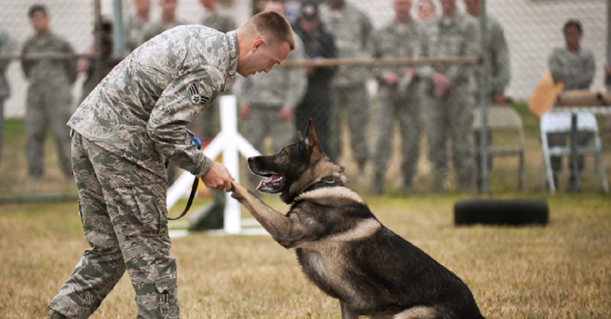 cani militari-cane e soldato