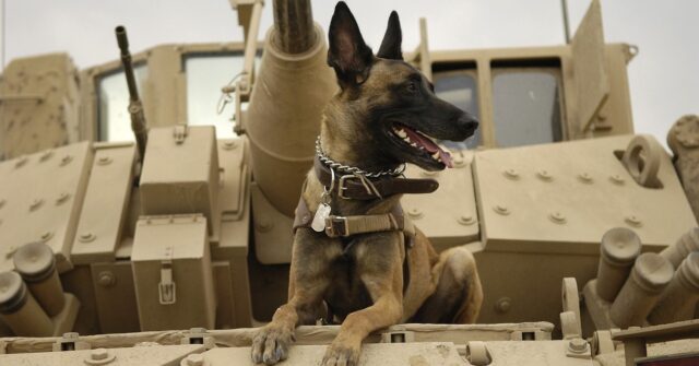 Cani militari: 10 cose che non sapete su di loro