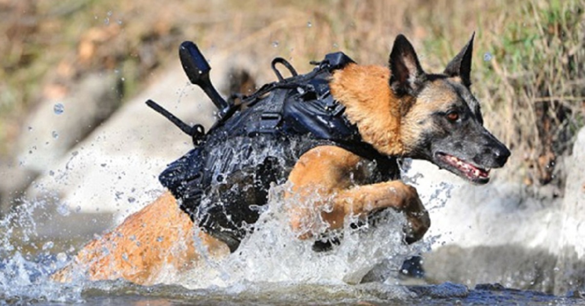cane in acqua