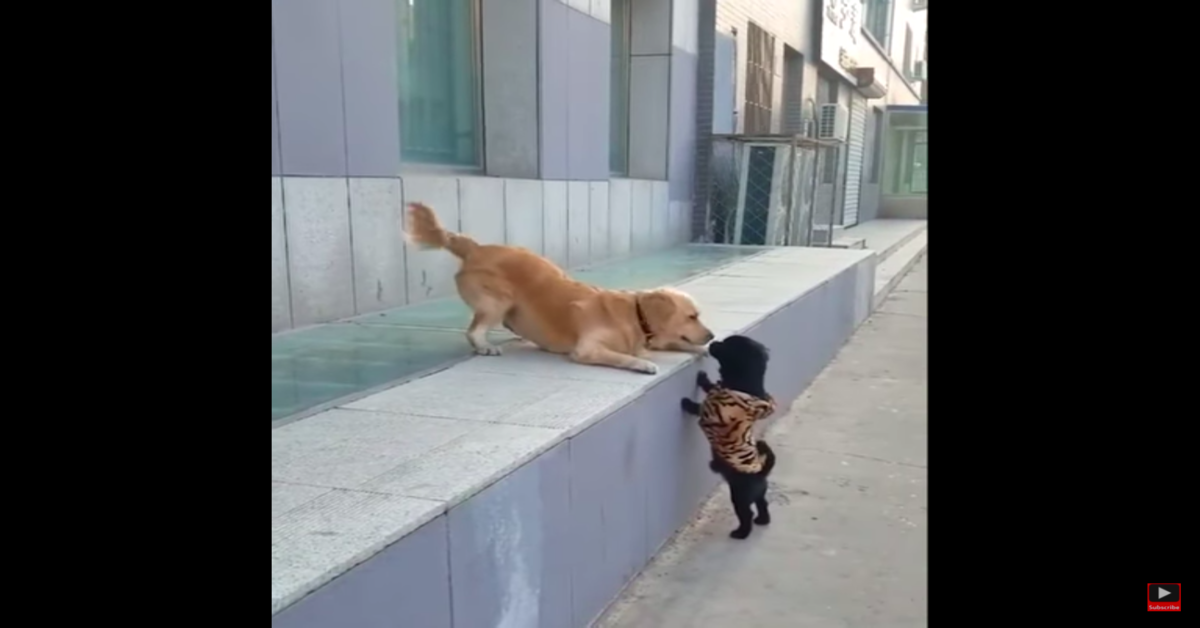 Il primo bacio di un cucciolo di Golden Retriever commuove tutta la rete (VIDEO)