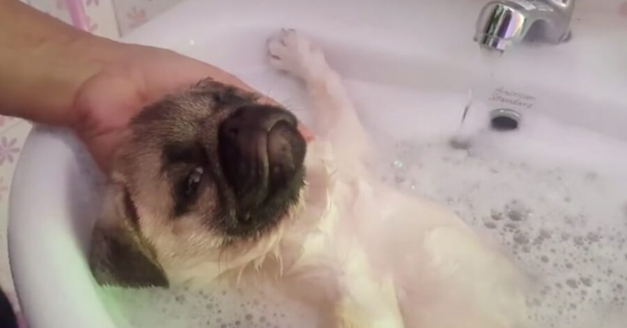 Carlino si rilassa facendo bagno