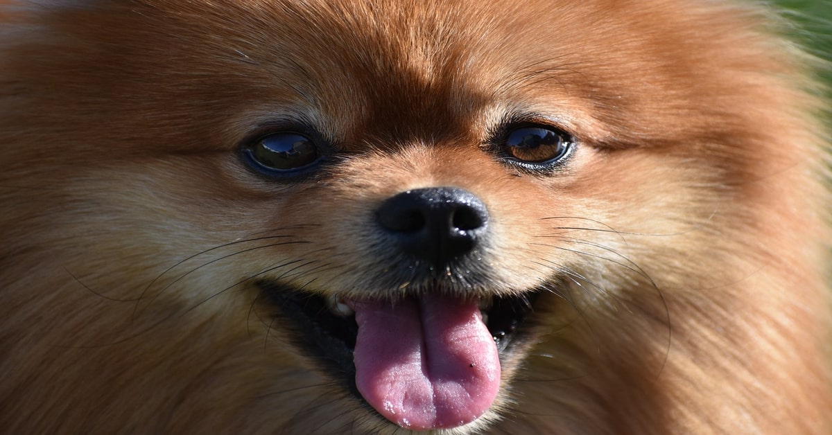 Il cucciolo di Pomerania Chimmy si guarda allo specchio e conquista il web con la sua dolcezza (VIDEO)