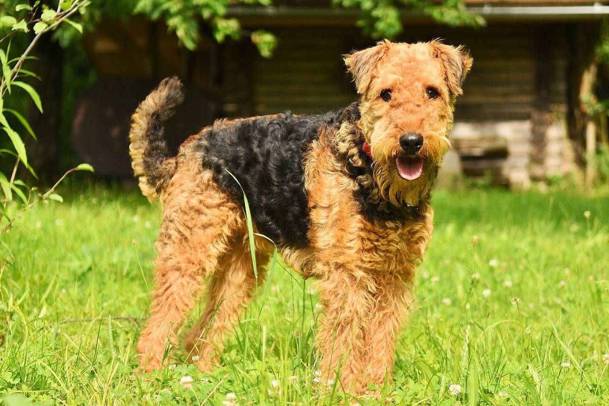 airedale terrier in giardino