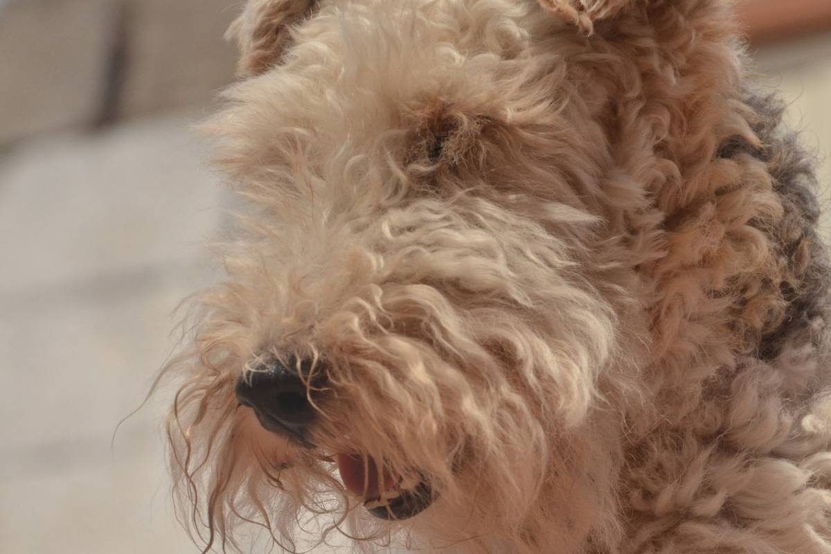 L’Airedale Terrier dovrebbe mangiare il suo osso, ma non riesce a smettere di giocarci (VIDEO)