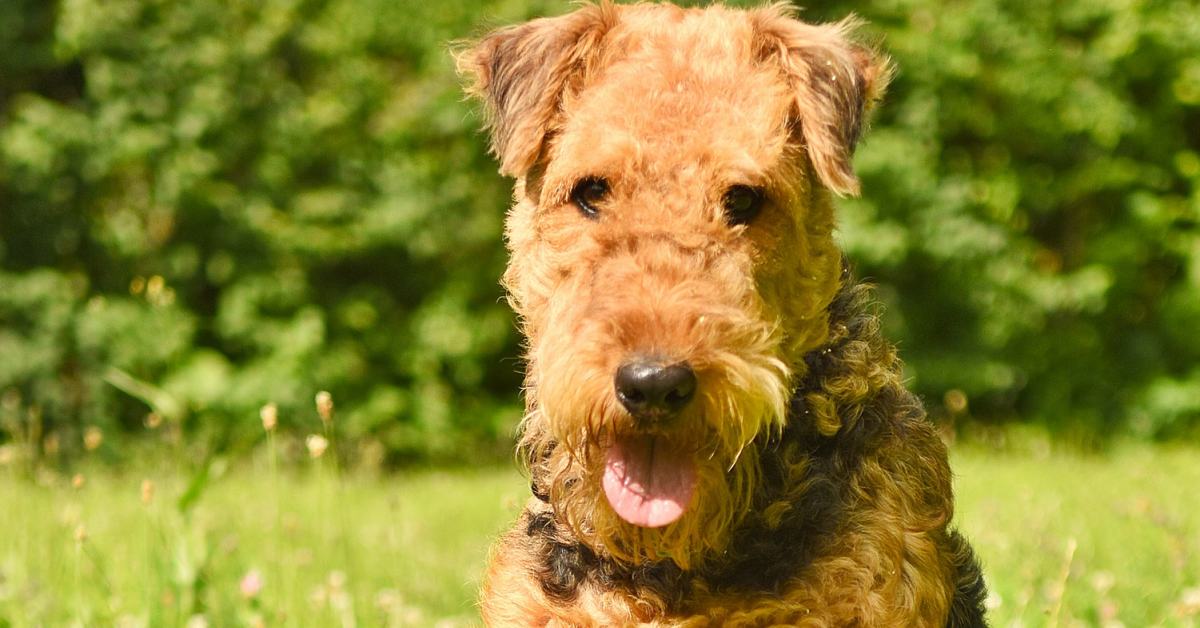 Come addestrare un Airedale Terrier, tutti i metodi