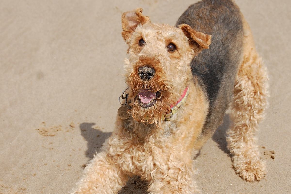 cane in spiaggia