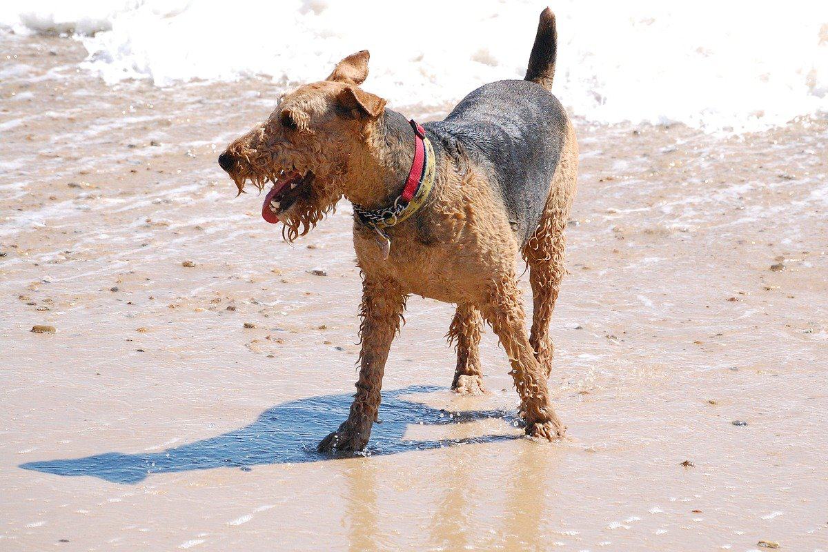 cane sulla spiaggia