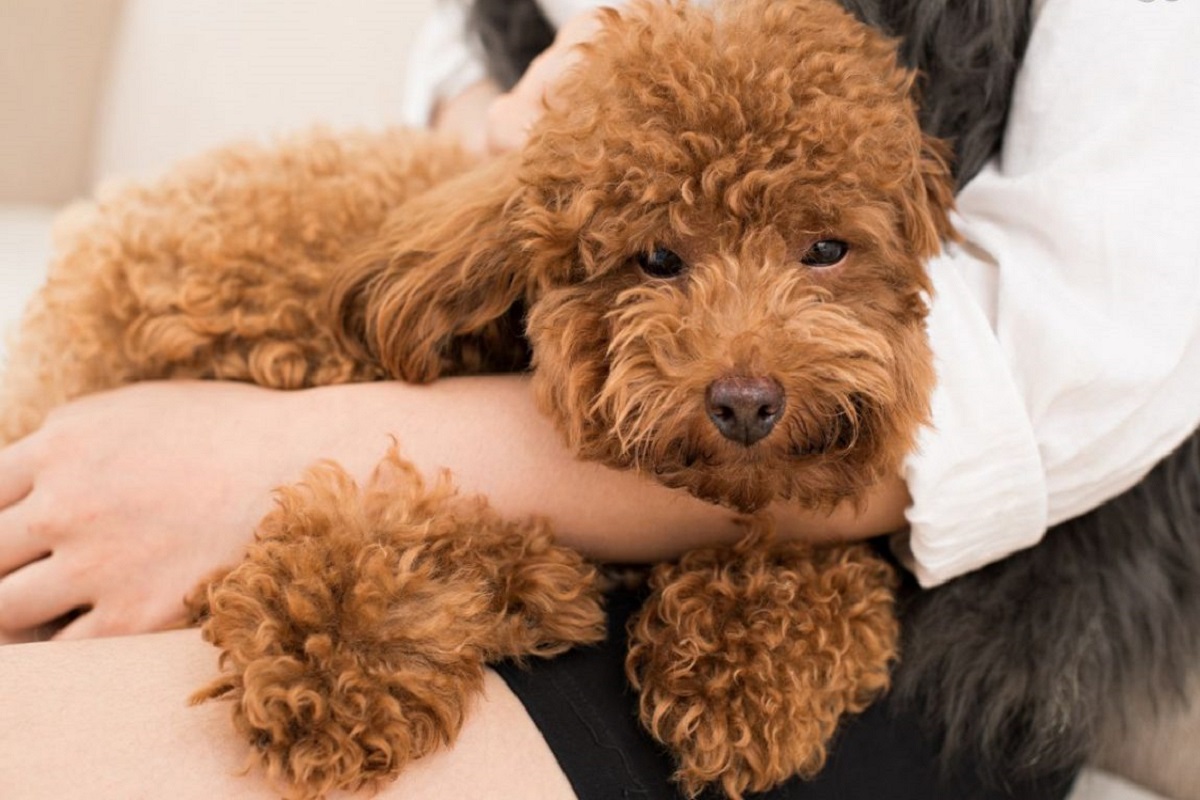 cane con pelo lungo e riccio