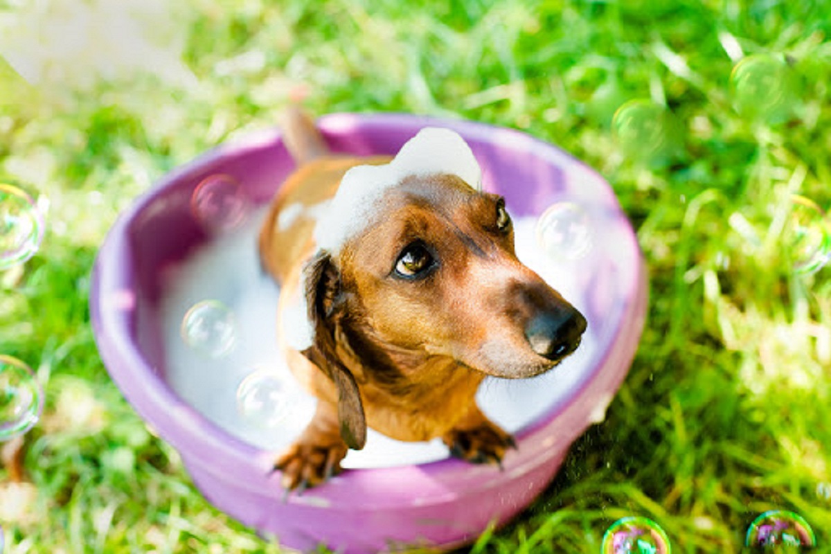 bagno al cane