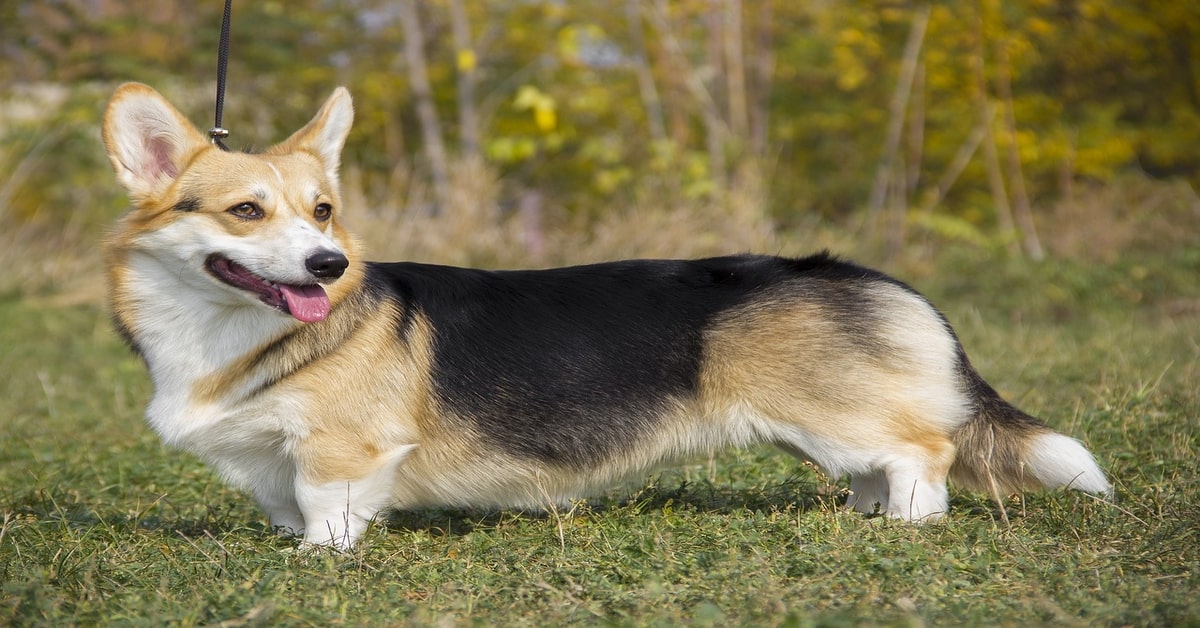 L’inverno è la stagione preferita di un simpatico cucciolo di Corgi (VIDEO)