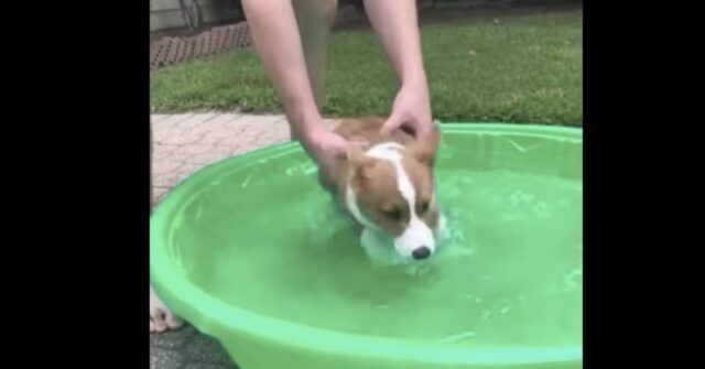 Louie, il cucciolo di Corgi  che impara a nuotare in una piscina (VIDEO)