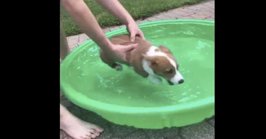 corgi viene messo dentro piscina verde