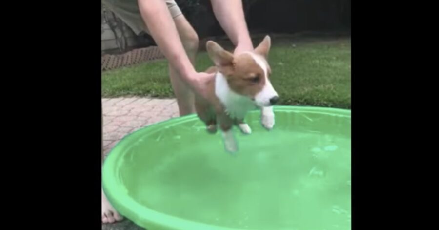 cucciolo di corgi impara a nuotare in una piccola piscina di gomma verde