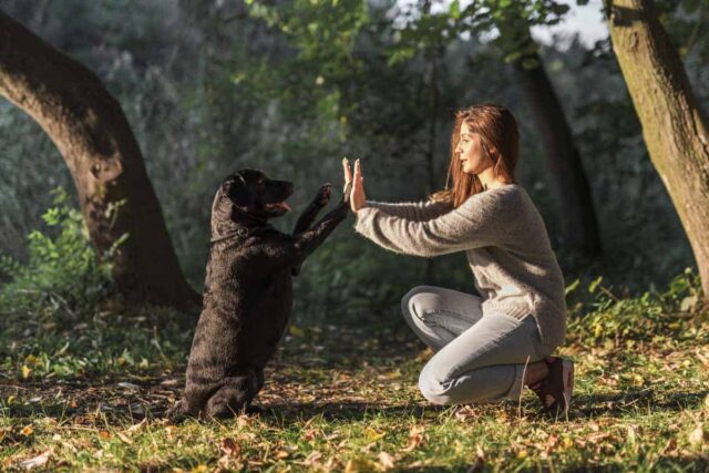 Cosa comunichiamo al cane con il nostro corpo, tutto quello che c’è da sapere