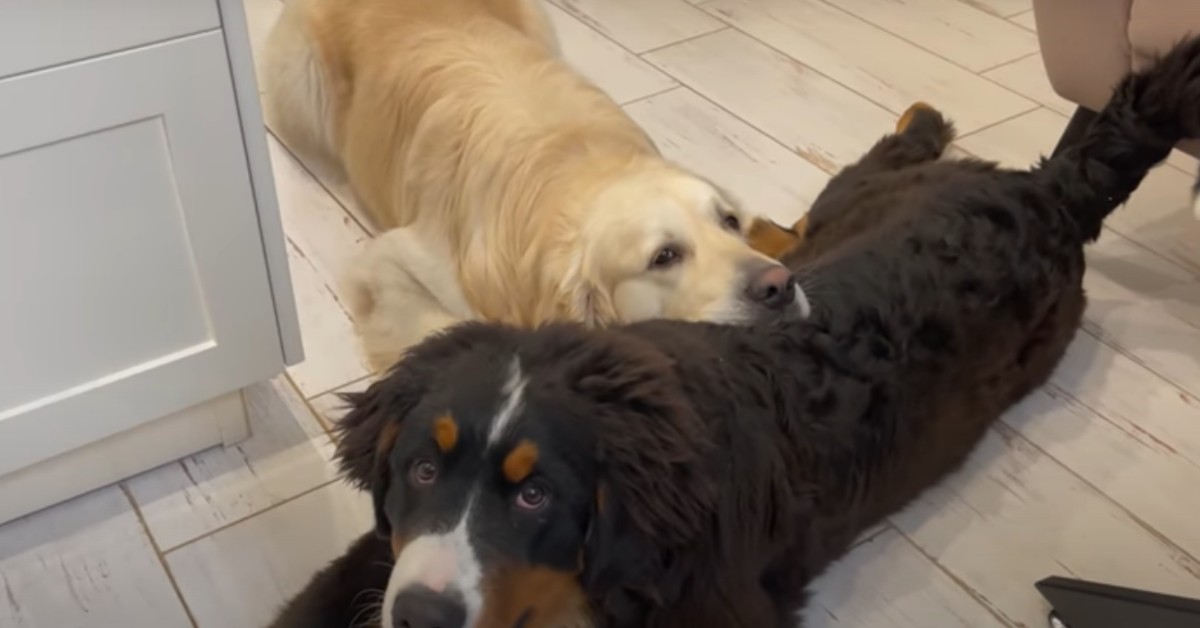 Due cuccioli annoiati giocano insieme e si divertono (VIDEO)
