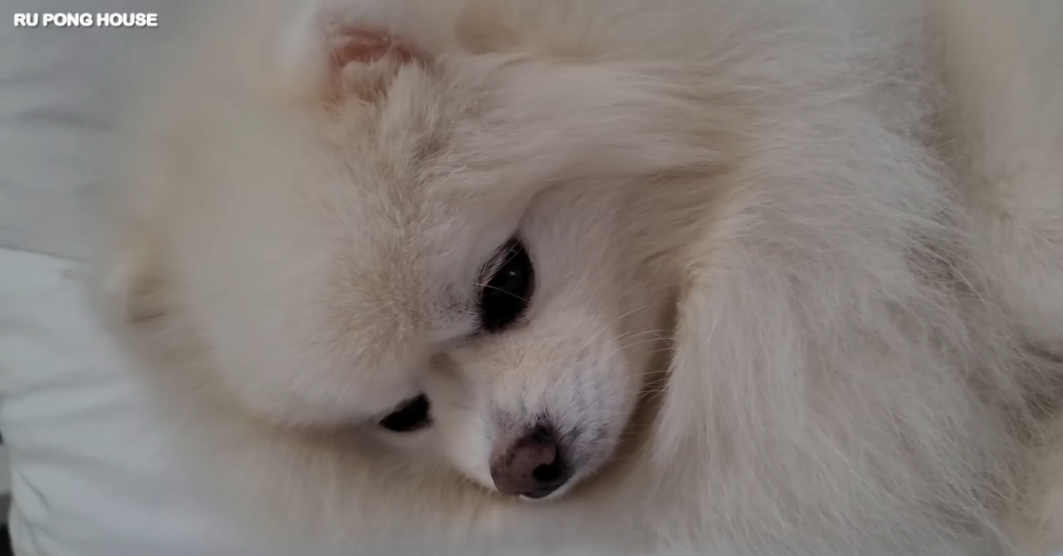 Due cuccioli bianchi dormono a letto e si riposano con la padrona (VIDEO)