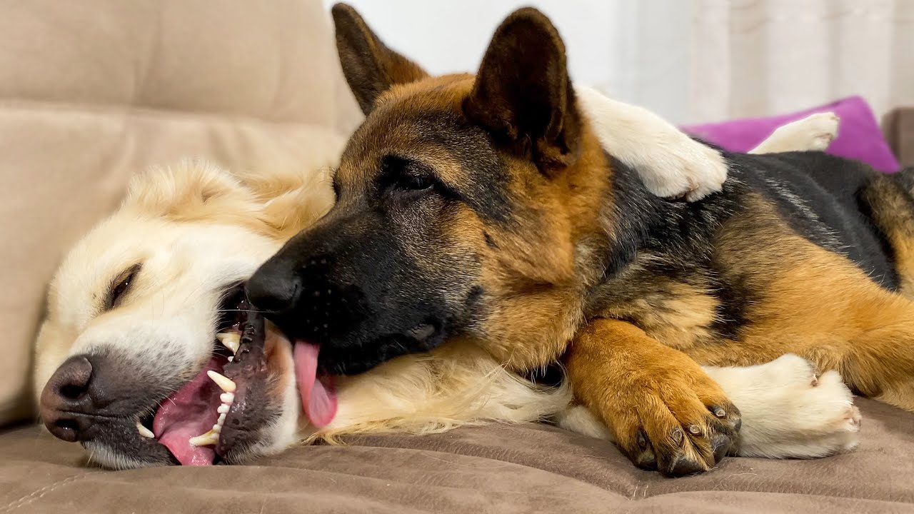 I cuccioli di Golden Retriever e Pastore Tedesco giocano sul lettone dei loro proprietari (VIDEO)