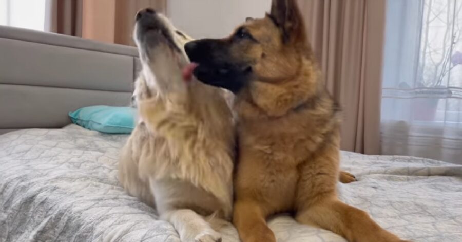 cuccioli di Golden Retriever e pastore tedesco giocano sul lettone