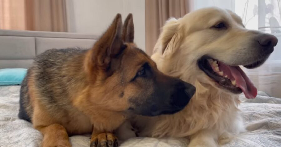 cuccioli di Golden Retriever e pastore tedesco giocano sul lettone