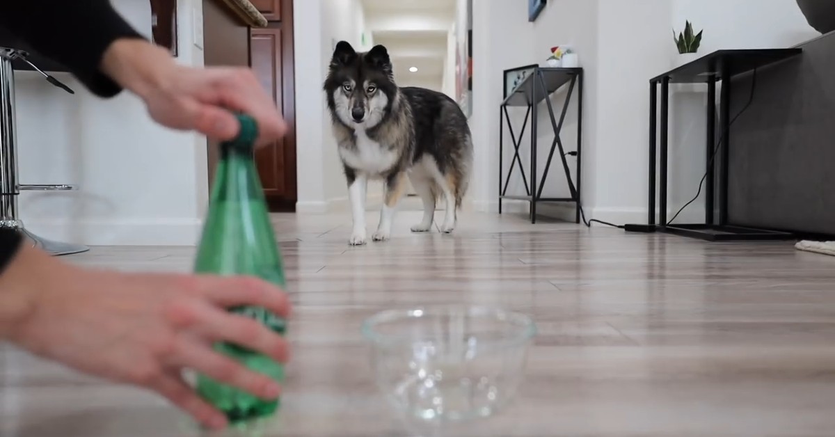 Cuccioli di Husky bevono dell’acqua diversa dal solito (VIDEO)