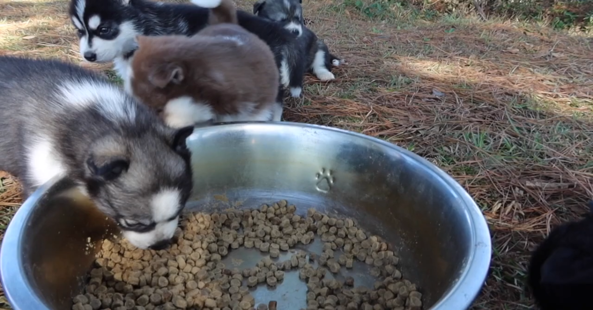 Cuccioli di Husky provano tutti insieme a mangiare dalla ciotola (VIDEO)