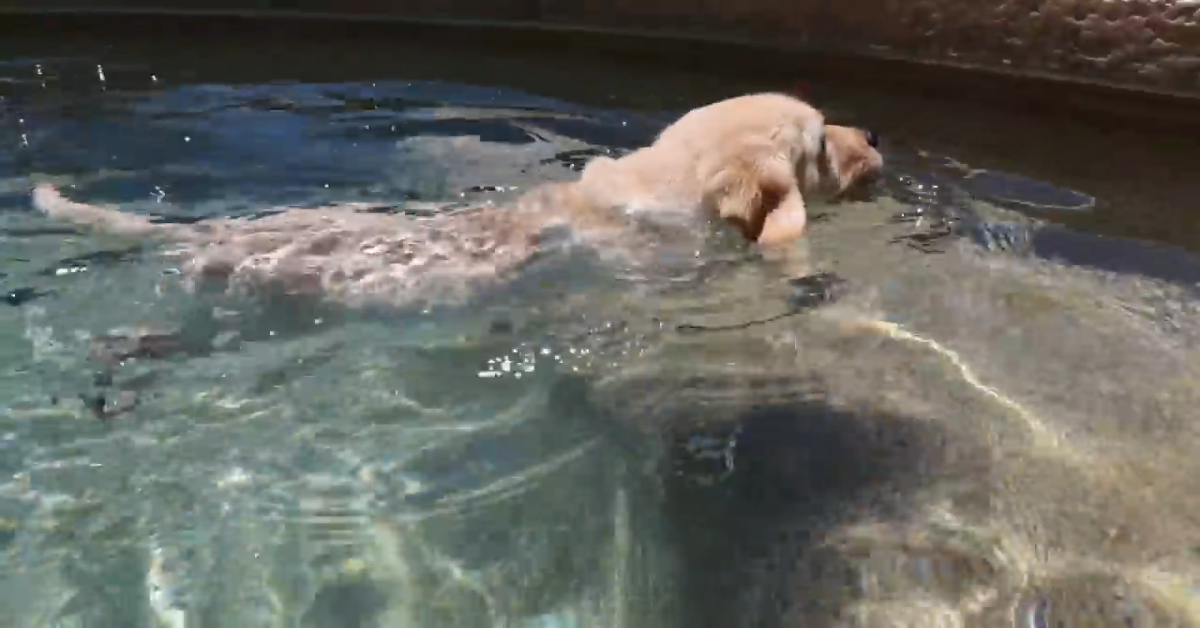 Cuccioli di Labrador imparano a nuotare con il padrone (VIDEO)
