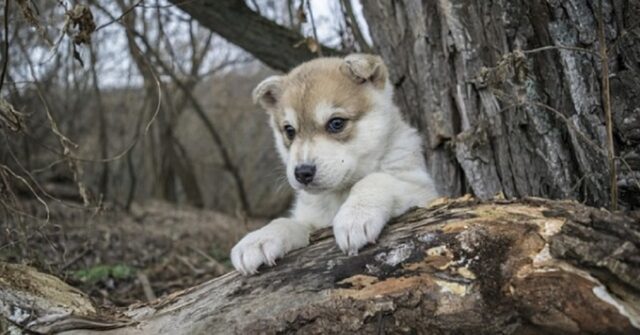 I cuccioli di Siberian Husky si fanno comandare a bacchetta da un gatto (VIDEO)