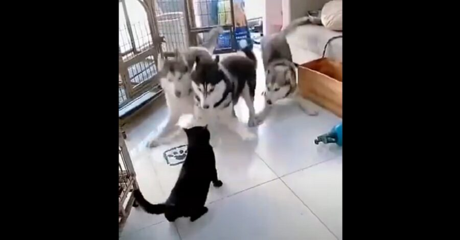 Cuccioli di Siberian Husky si fanno comandare a bacchetta da un gatto